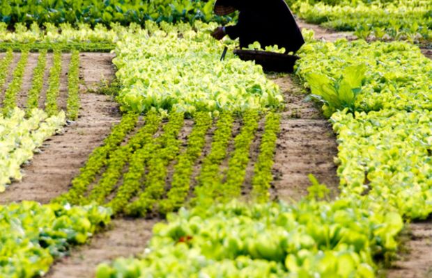 Tra Que Vegetable Village